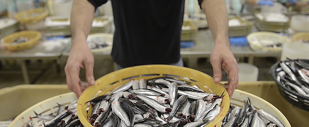 ¿Cómo se elaboran las anchoas en salazón?