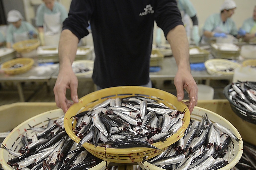 ¿Cómo se elaboran las anchoas en salazón?