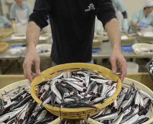 ¿Cómo se elaboran las anchoas en salazón?