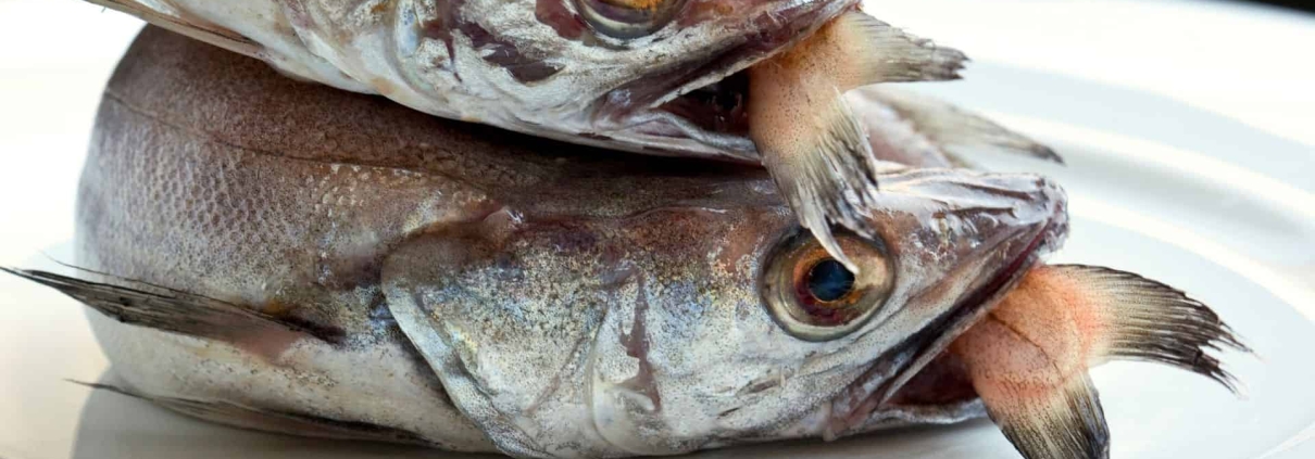 Características del pescado blanco